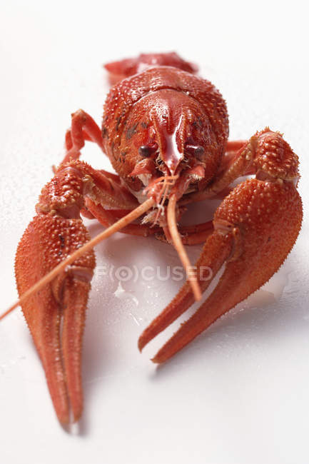 Freshwater crayfish, close-up — Stock Photo