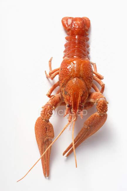 Whole freshwater crayfish — Stock Photo