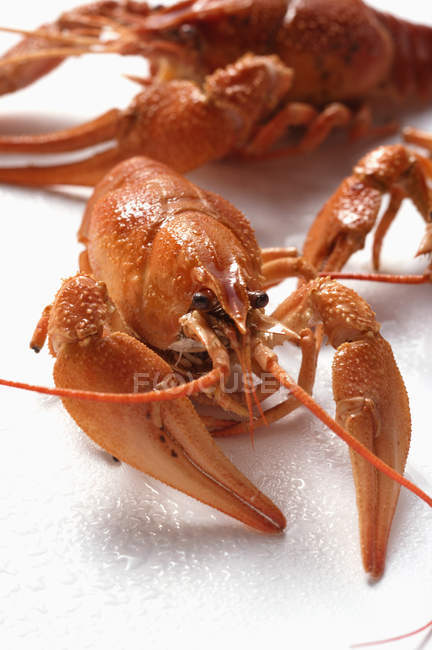 Freshwater crayfish, close-up — Stock Photo