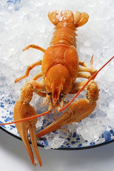 Freshwater crayfish on plate — Stock Photo