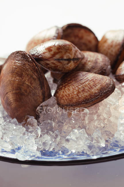 Closeup view of clams on plate with crushed ice — Stock Photo