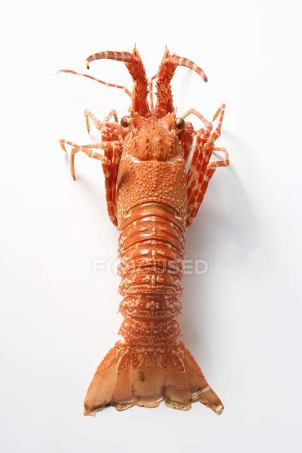 Spiny lobster from above — Stock Photo