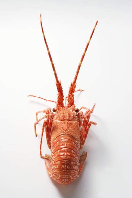Spiny lobster from behind — Stock Photo