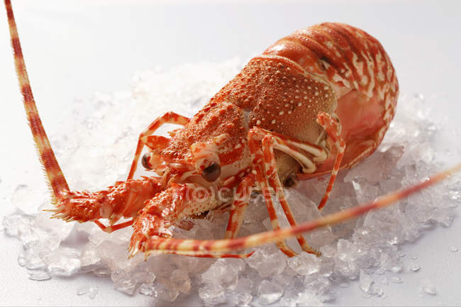 Spiny lobster on crushed ice — Stock Photo