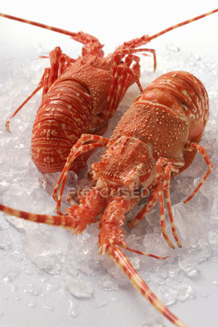 Lobsters on crushed ice — Stock Photo