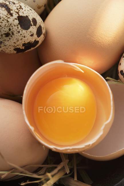 Egg broken open — Stock Photo
