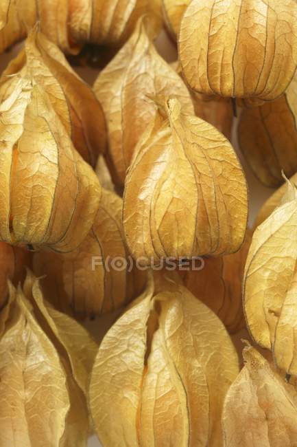 Several Physalis with calyxes — Stock Photo