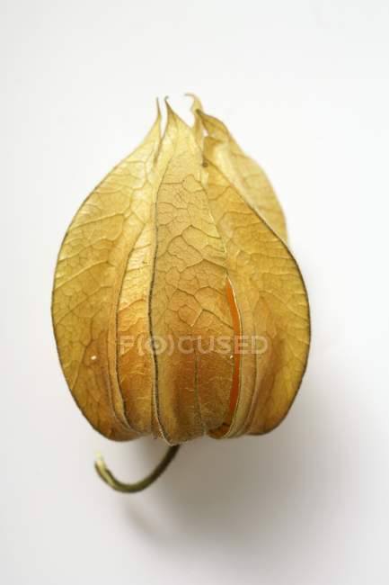 Ripe physalis fruit with calyx — Stock Photo
