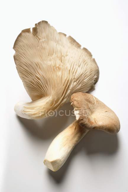 Two oyster mushrooms — Stock Photo