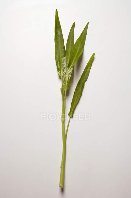 Fresh water spinach — Stock Photo
