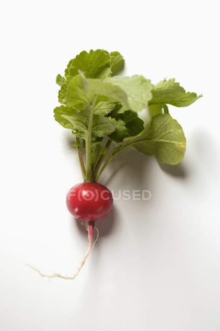 Fresh ripe radish with stalks — Stock Photo
