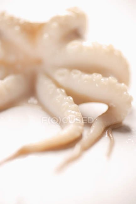 Mini pieuvre, gros plan sur blanc — Photo de stock