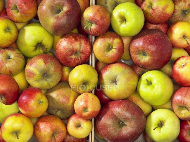 Свежие спелые яблоки — стоковое фото