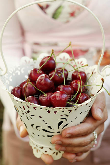 Female hands holding bucket with cherries — Stock Photo