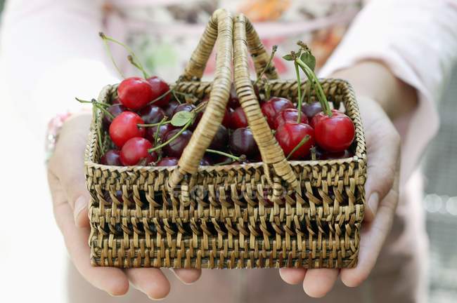 Woman holding basket with cherries — Stock Photo
