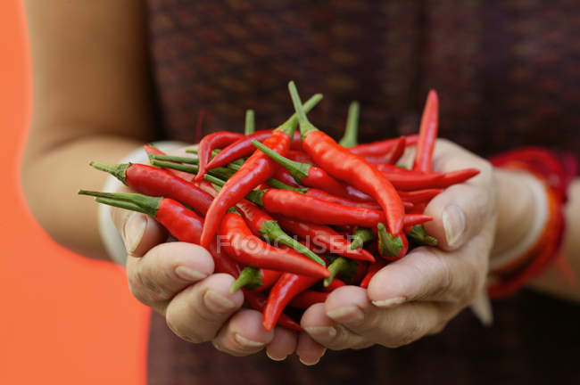 Female hands holding chili peppers — Stock Photo