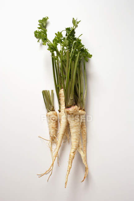 Several Hamburg parsley roots — Stock Photo