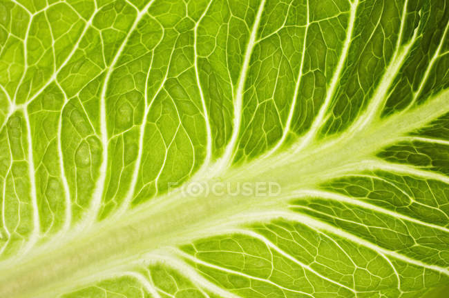 Савойский капустный лист — стоковое фото