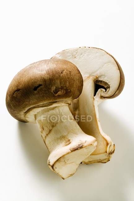 Shiitake mushroom, close-up — Stock Photo