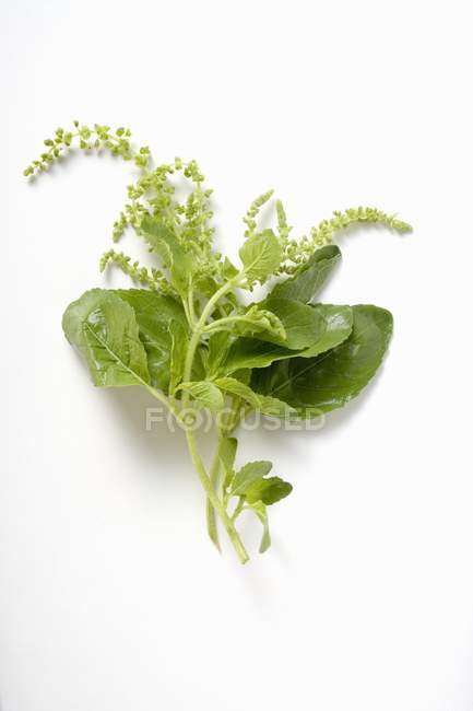 Fresh basil with flowers — Stock Photo
