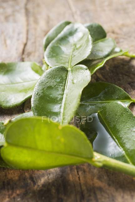 Fresh lemon leaves — Stock Photo