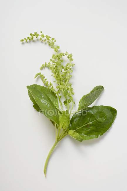 Basilic frais aux fleurs — Photo de stock