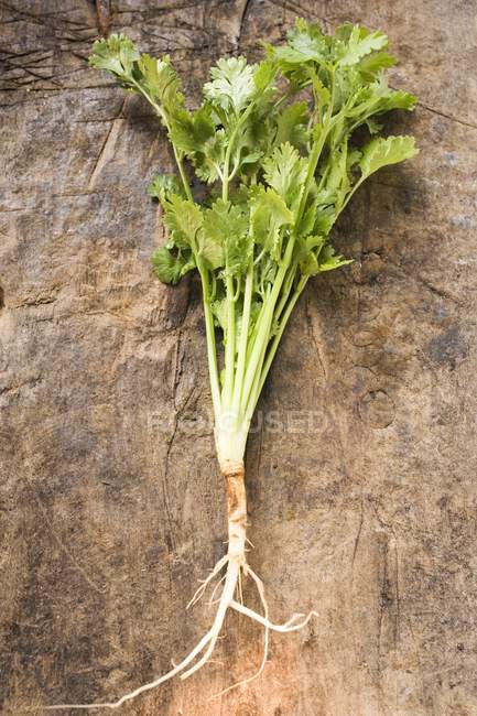 Fresh picked Coriander with roots — Stock Photo