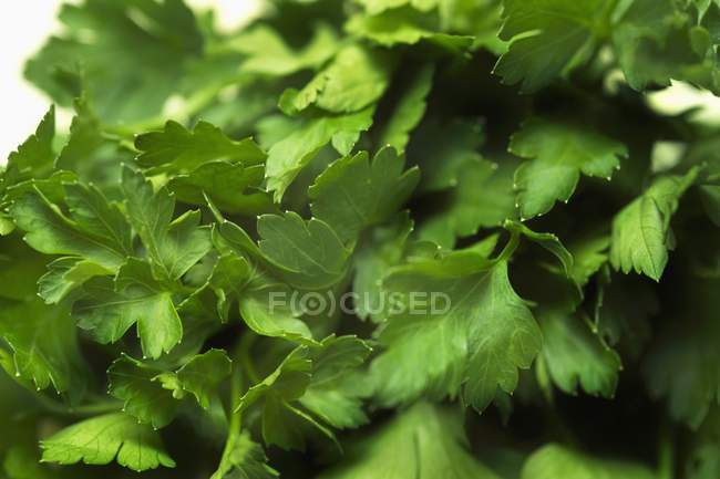Frische grüne Petersilie — Stockfoto