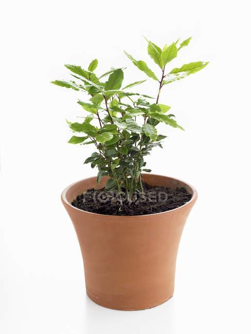 Bay plant growing in pot — Stock Photo