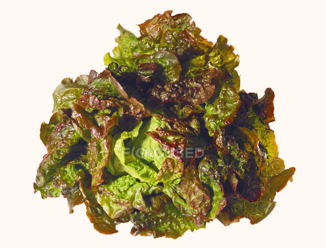 Свежий красный салат — стоковое фото