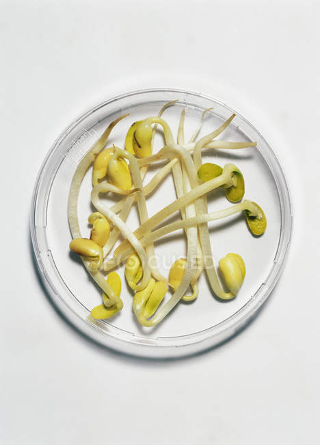 Mung bean sprouts — Stock Photo