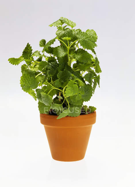 Erva-cidreira crescendo em vaso — Fotografia de Stock