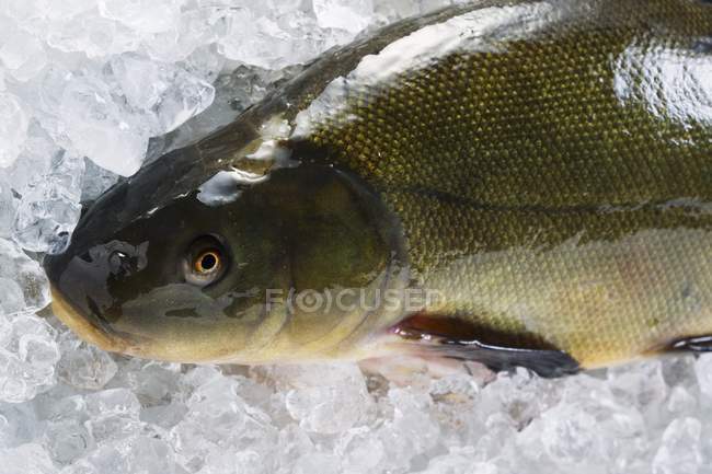 Fresh tench on ice — Stock Photo