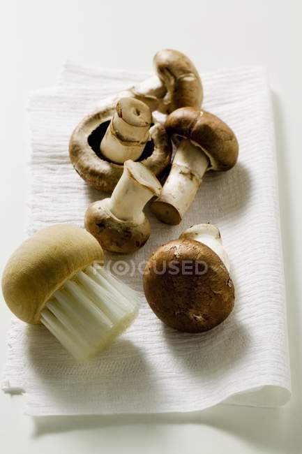 Свежие грибы шиитаке — стоковое фото