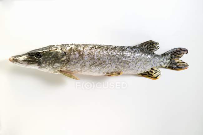Fresh raw pike fish — Stock Photo