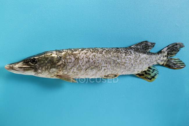 Pesce di luccio crudo fresco — Foto stock