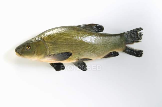 Peixe-tenca inteiro fresco — Fotografia de Stock