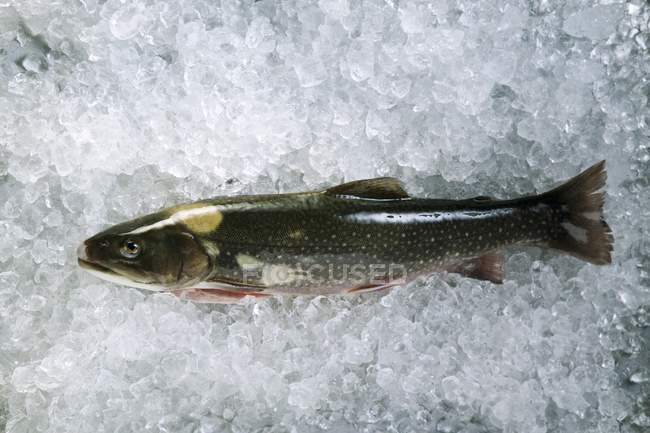 Rafeiro fresco charr fish — Fotografia de Stock
