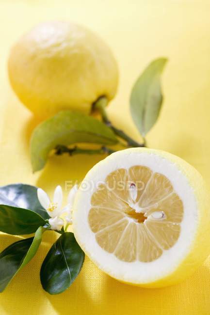 Лимоны с листьями и цветком — стоковое фото
