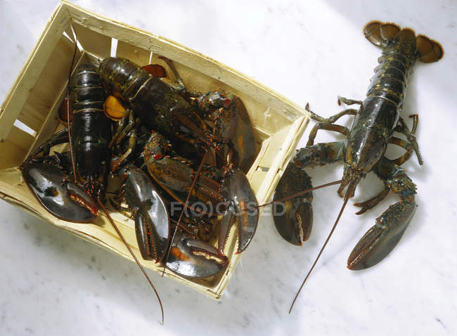 Top view of green lobsters with box on white surface — Stock Photo