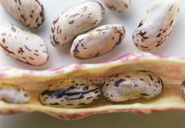Сырые бобы Борлотти с стручком — стоковое фото