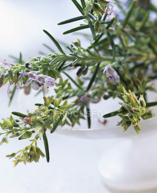 Rosemary with flowers in bowl — Stock Photo