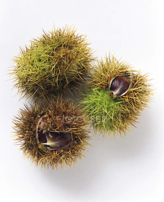 Three sweet chestnuts — Stock Photo