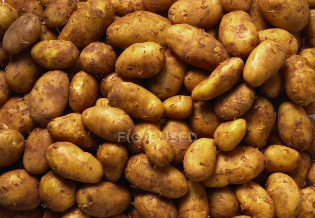 Raw Italian Sieglinde potatoes — Stock Photo