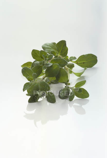 Fresh Marjoram leaves — Stock Photo