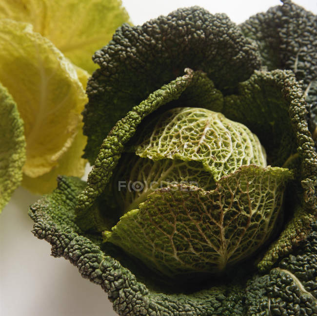 Green Savoy Cabbage — Stock Photo
