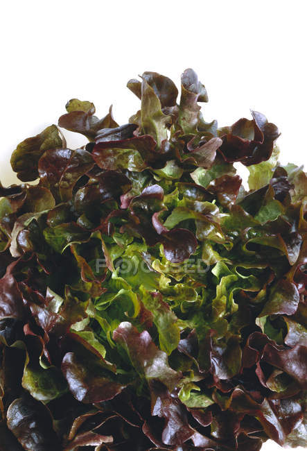 Oak Leaf Lettuce — Stock Photo