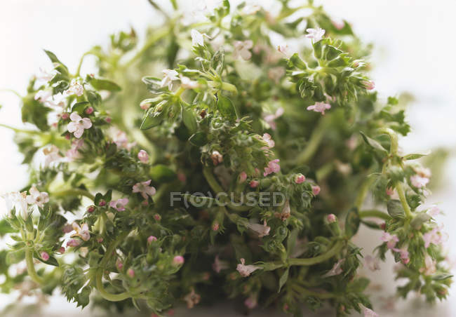 Fresh Thyme with flowers — Stock Photo
