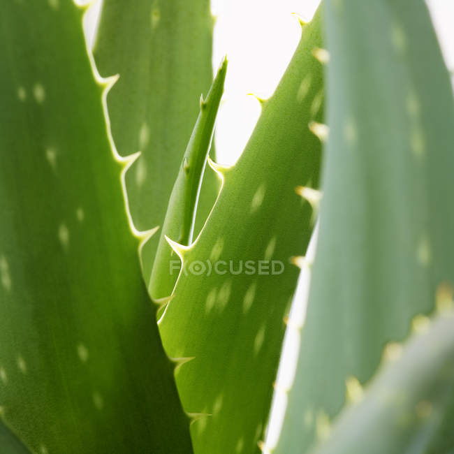 Aloe vera  leaves — Stock Photo