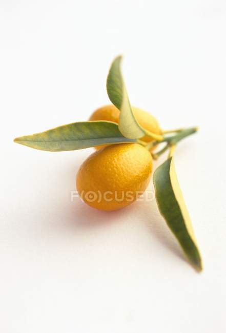 Kumquats maduros frescos com folhas — Fotografia de Stock